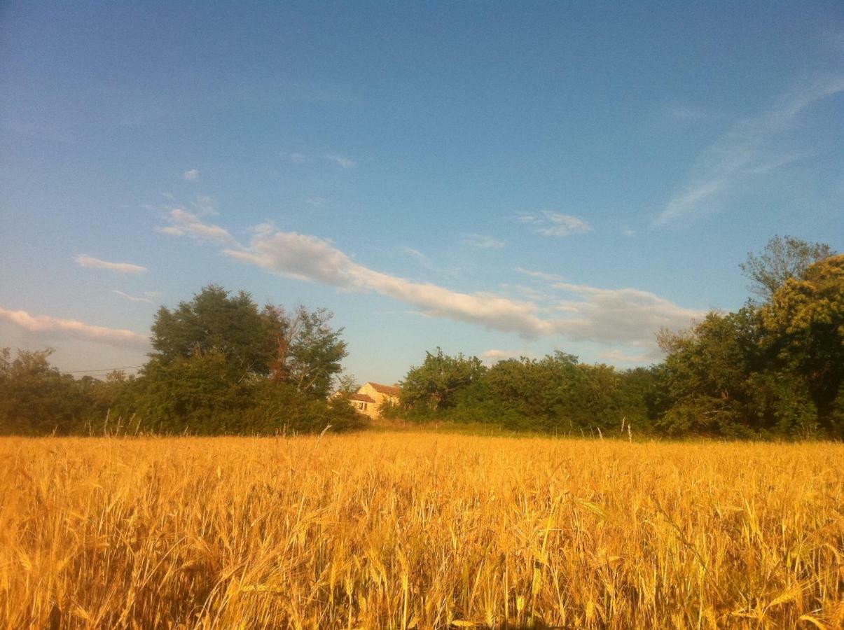 Tenuta Paljari Vižinada المظهر الخارجي الصورة