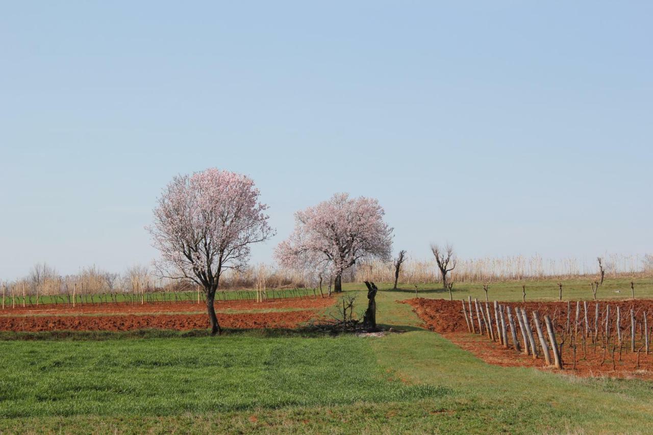 Tenuta Paljari Vižinada المظهر الخارجي الصورة