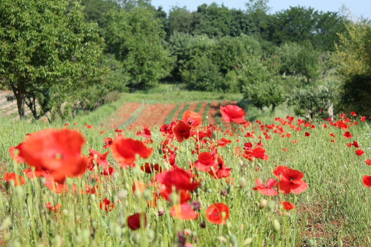 Tenuta Paljari Vižinada المظهر الخارجي الصورة